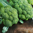 Broccoli Seeds F1 Hybrid Black seeds - 200 Seeds (Hari Gobhi/हरी गोभी/ब्रोकली के बीज)