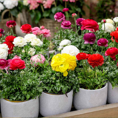 Ranunculus F1 Hybrid Seeds Mix Color (10 Seeds)