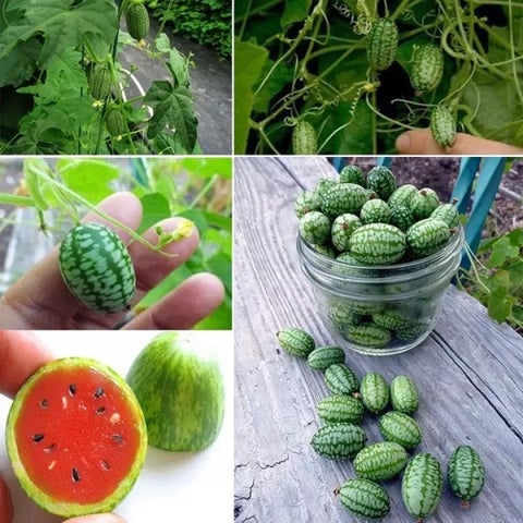 Thumb Watermelon Seeds (Imported Rare Seeds Of High Quality)