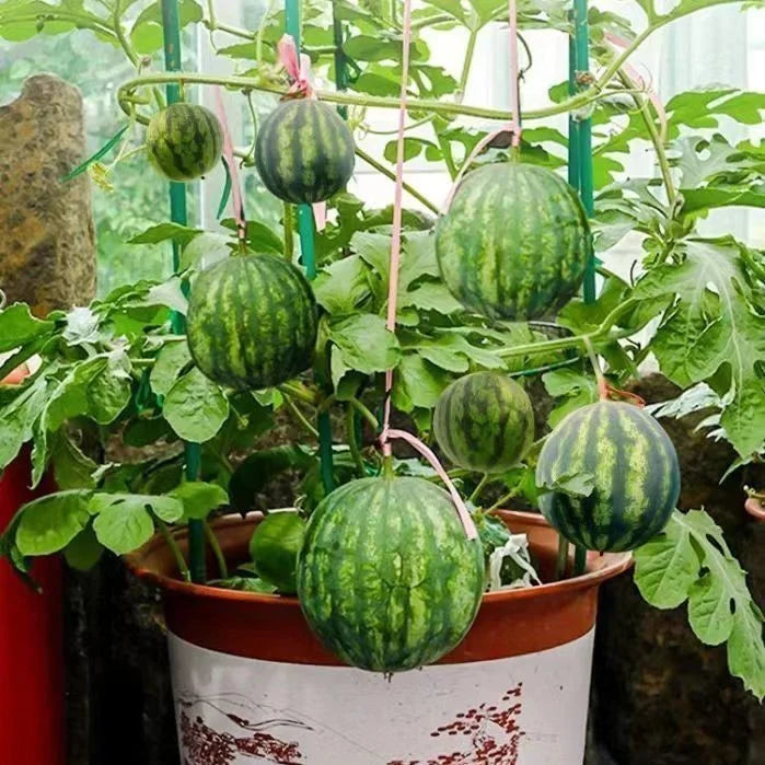 Bonsai Watermelon Black Seeds(💪 20,000+ Satisfied Customers)