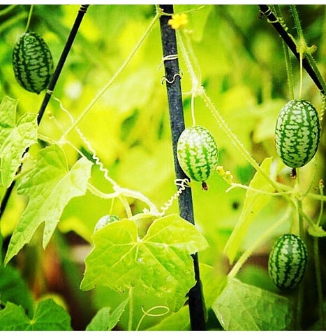 Thumb Watermelon Seeds (Imported Rare Seeds Of High Quality)