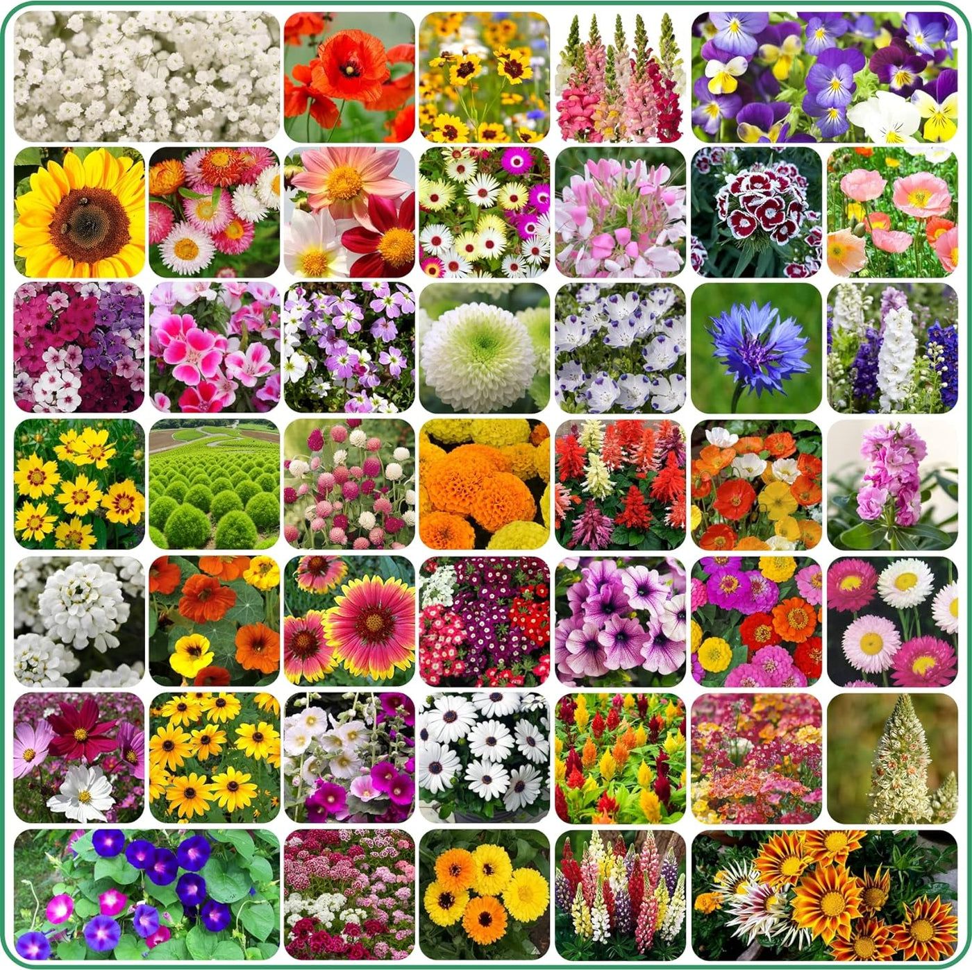 Flower Seeds Mix Varieties (Buy 1 Get 1 Free)