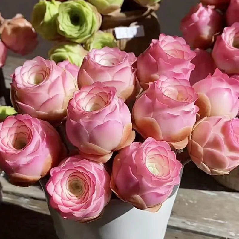 Mountain Roses Seeds(Imported)-Rare Pink Succulent🌹