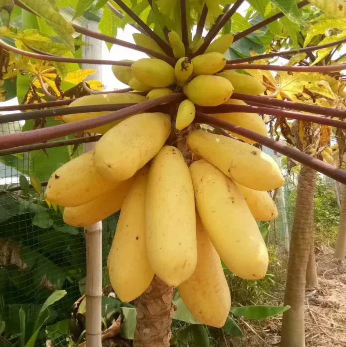 Special Papaya Seeds - Golden Papaya - Imported & Limited stock!🔥 (💪 23,753+ Satisfied Customers)