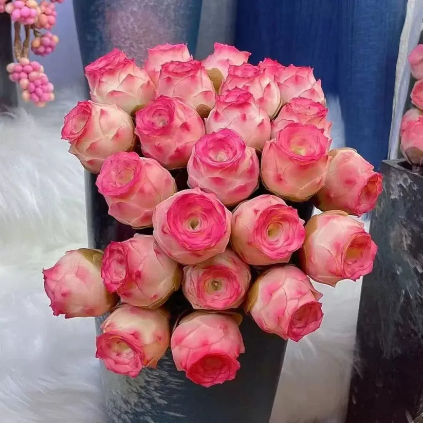 Mountain Roses Seeds(Imported)-Rare Pink Succulent🌹