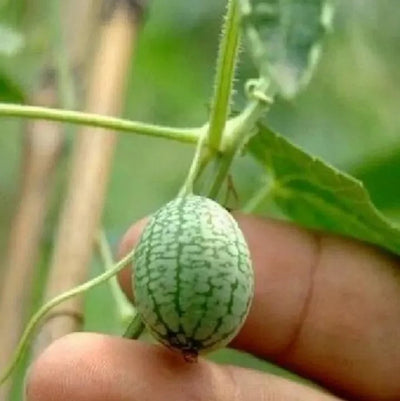 Thumb Watermelon Seeds (Imported Rare Seeds Of High Quality)