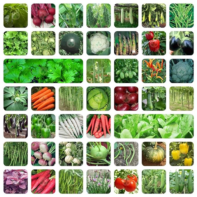 Vegetable Seeds Vault( 45 Type Seed Packets) (200 seeds)