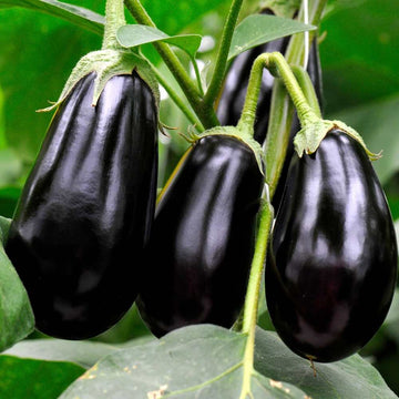 Broccoli Seeds F1 Hybrid Black seeds - 200 Seeds (Hari Gobhi/हरी गोभी/ब्रोकली के बीज)