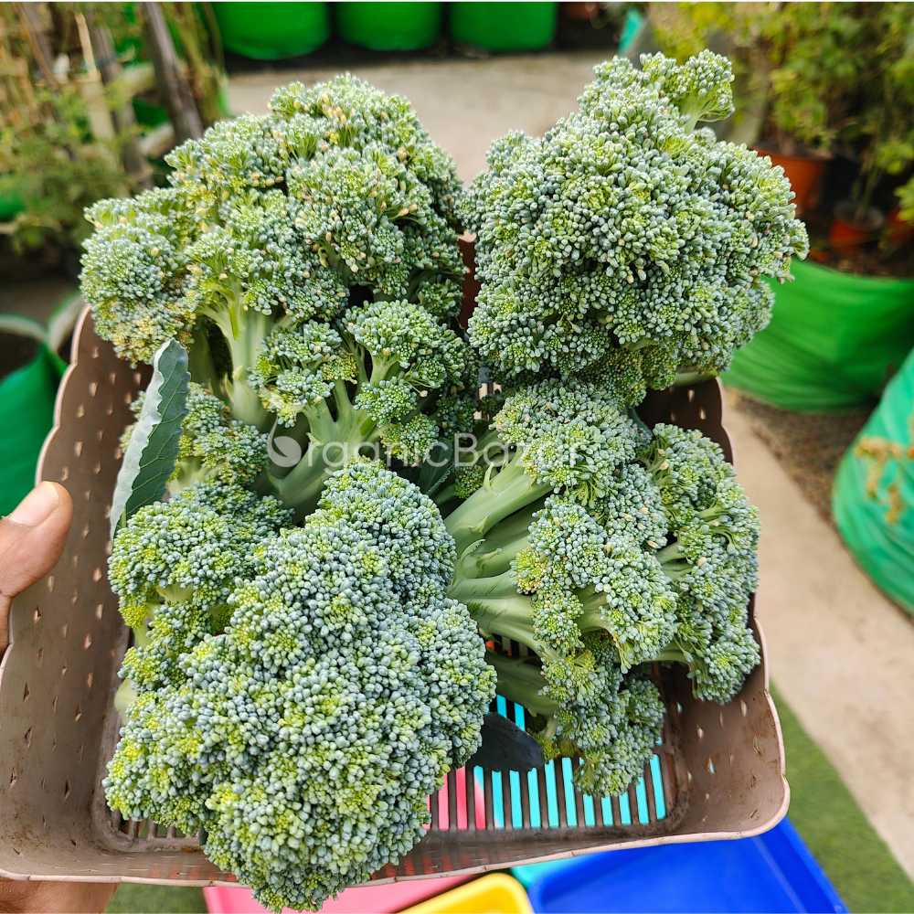 Broccoli Seeds F1 Hybrid Black seeds - 200 Seeds (Hari Gobhi/हरी गोभी/ब्रोकली के बीज)