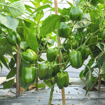 Capsicum (Hari Shimla Mirch) Hybrid Black Seeds F1 Hybrid - 200 Seeds (हरी शिमला मिर्च के बीज)