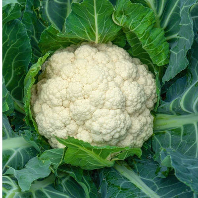 Cauliflower Seeds Hybrid Black Seeds - 200 Seeds (Phool Gobhi/फूलगोभी के बीज)