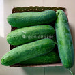 Cucumber (Kheera) Hybrid Black Seeds - 200 Seeds (Kakdi/ककड़ी/खीरा के बीज)