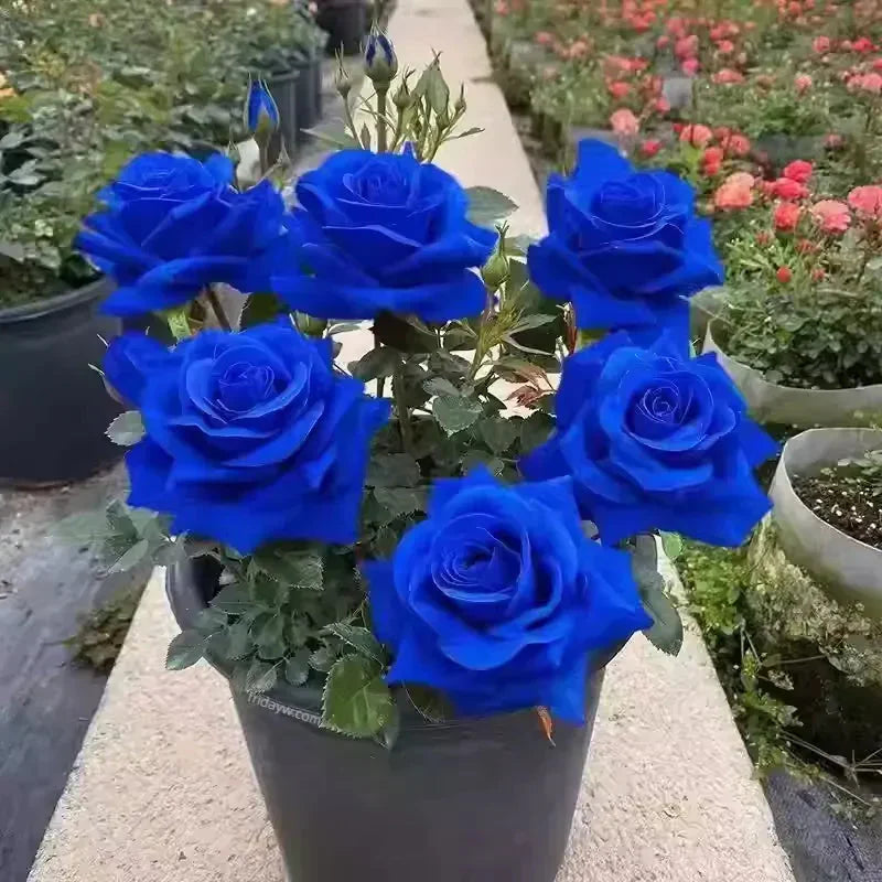 💙BLUE ENCHANTRESS ROSE BLACK SEEDS🌹(💪 20,000+ Satisfied Customers)