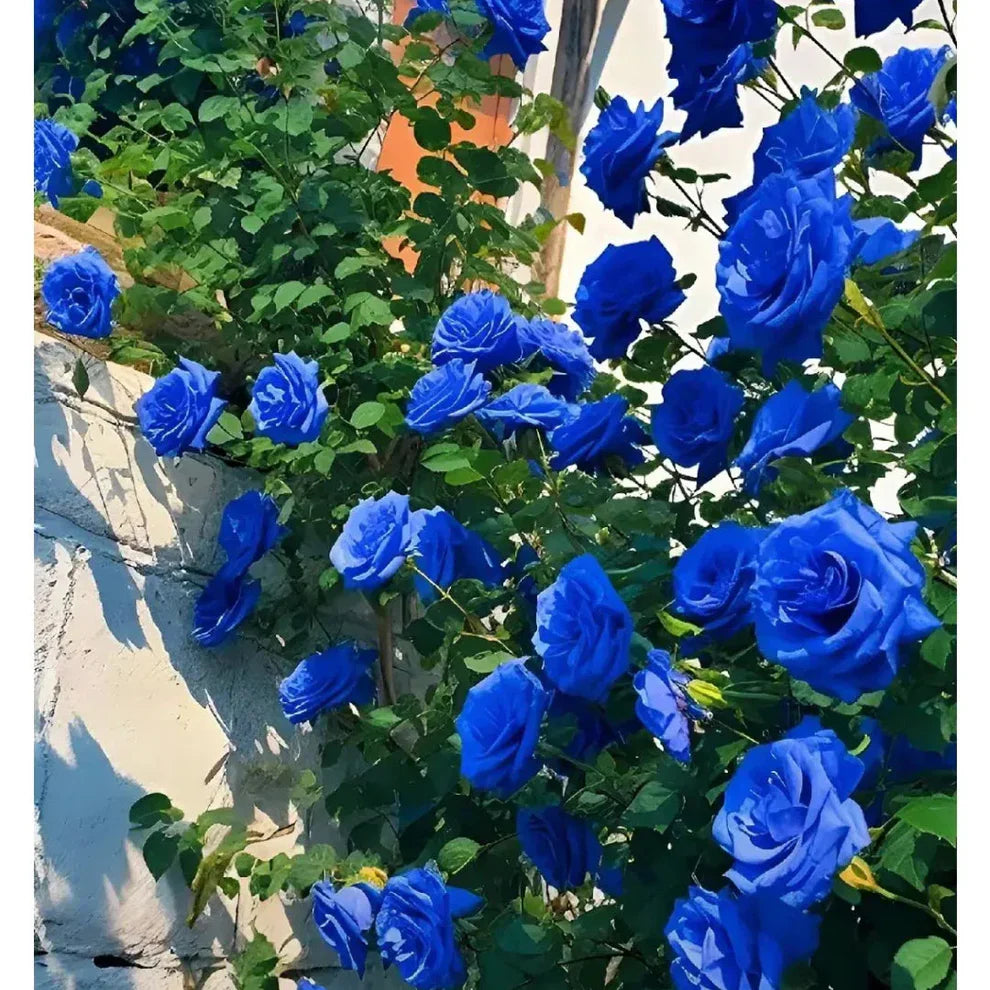 💙BLUE ENCHANTRESS ROSE BLACK SEEDS🌹(💪 20,000+ Satisfied Customers)