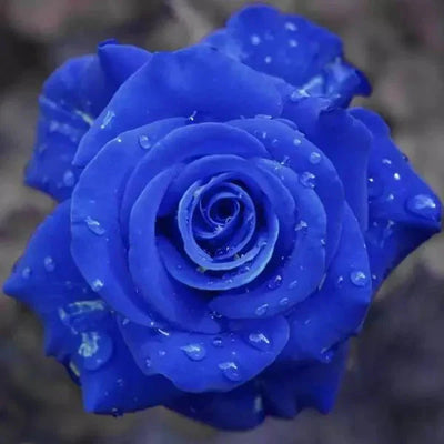 💙BLUE ENCHANTRESS ROSE BLACK SEEDS🌹(💪 20,000+ Satisfied Customers)