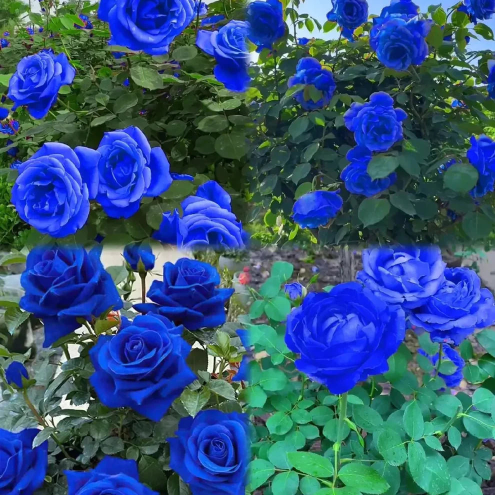 💙BLUE ENCHANTRESS ROSE BLACK SEEDS🌹(💪 20,000+ Satisfied Customers)