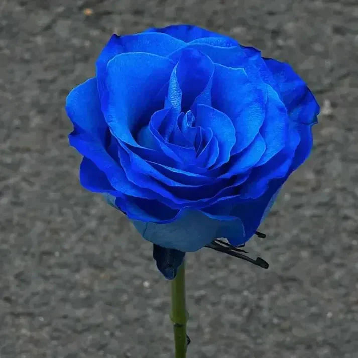 💙BLUE ENCHANTRESS ROSE BLACK SEEDS🌹(💪 20,000+ Satisfied Customers)