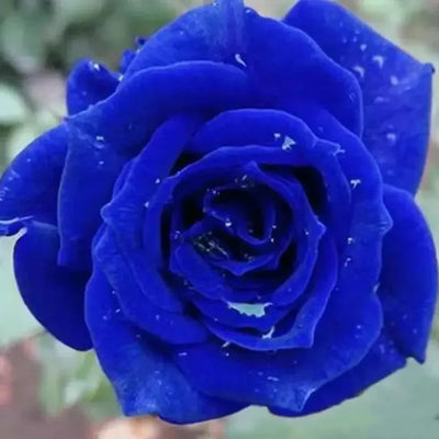 💙BLUE ENCHANTRESS ROSE BLACK SEEDS🌹(💪 20,000+ Satisfied Customers)