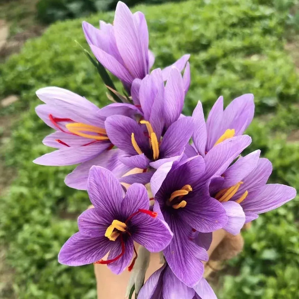 Saffron Bulbs 🔥 (💪 23,000+ Satisfied Customers)