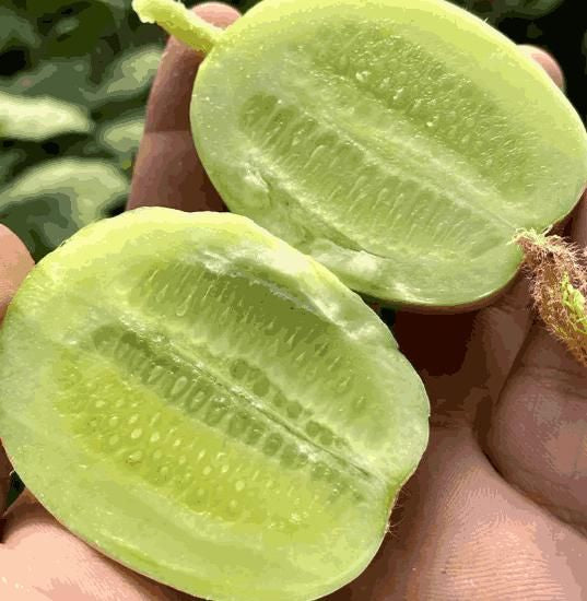 🥒Jade Lady Cucumber Black Seeds 🥒(💪 20,000+ Satisfied Customers)