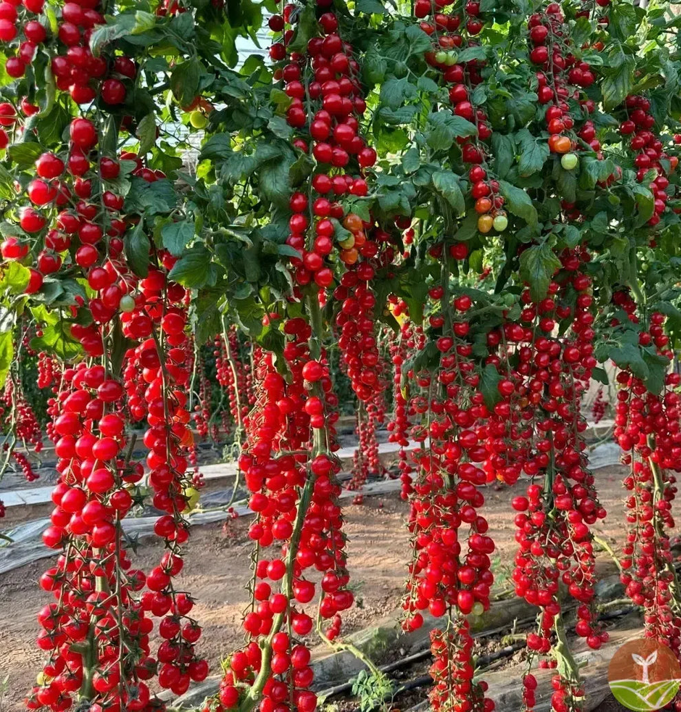 Tomato F1 Hybrid Seeds (💪 24,690+ Satisfied Customers)