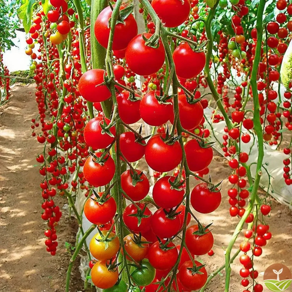 Tomato F1 Hybrid Seeds (💪 24,690+ Satisfied Customers)