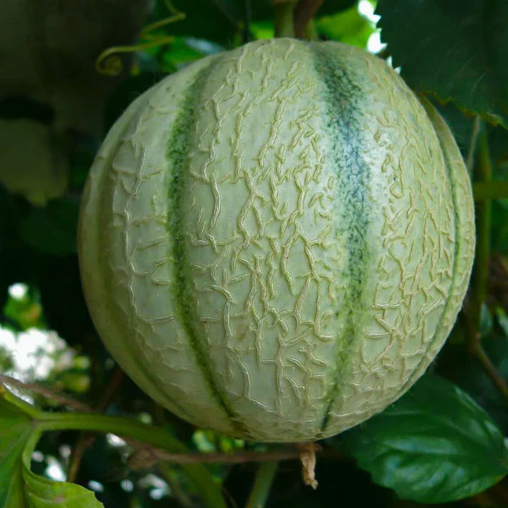 Musk Melon Round With Greenish Stripes F1 Hybrid Black Seeds (200 Seeds)