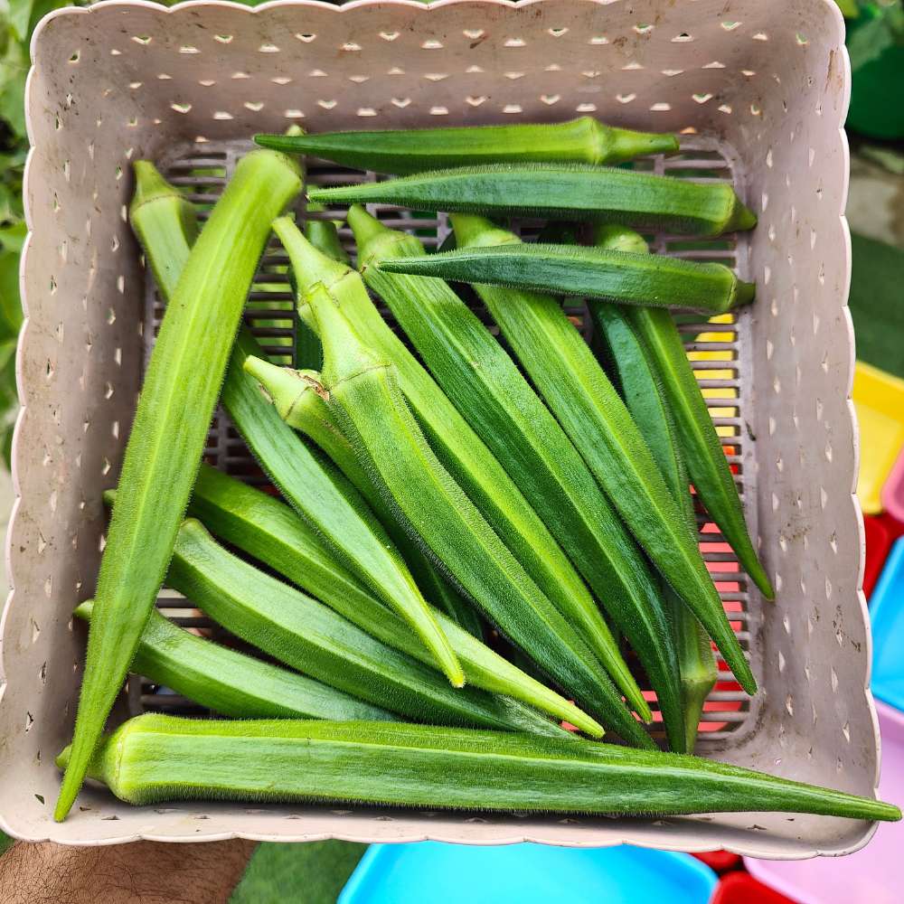 Okra or Lady Finger (bhindi) Hybrid Black Seeds - 50g (भिंडी के बीज) (200 Seeds)