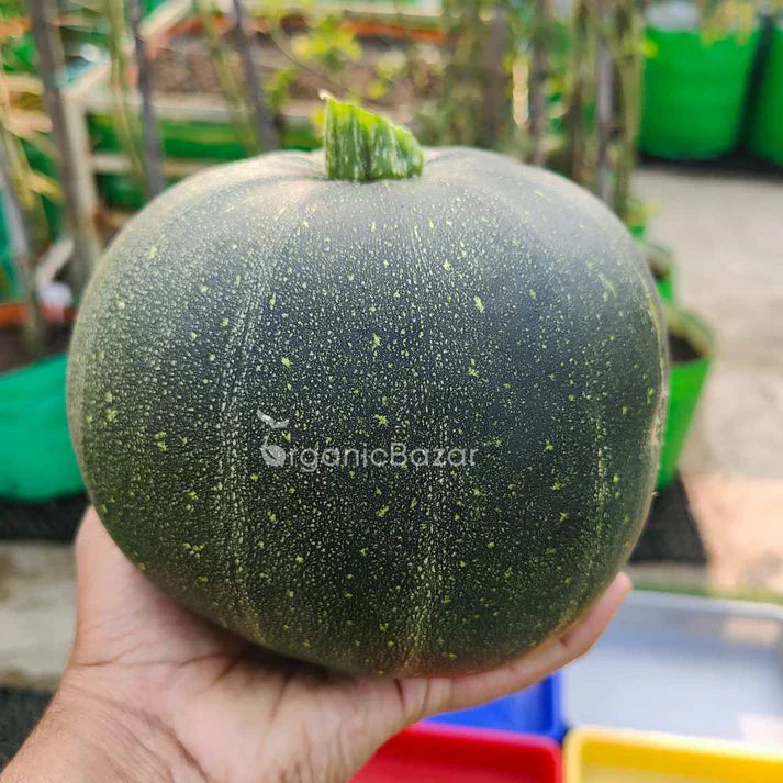 Summer Squash (Chappan Kaddu) Hybrid Black seeds (200 Seeds)