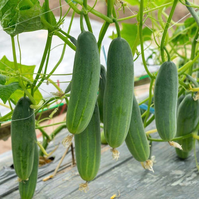 Cucumber (Kheera) Hybrid Black Seeds - 200 Seeds (Kakdi/ककड़ी/खीरा के बीज)