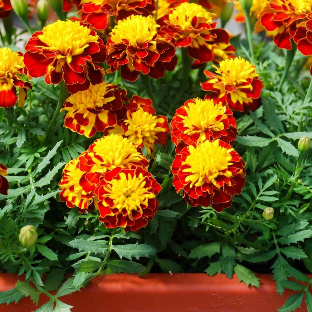 French Marigold Seeds - 100 Seeds (Genda/गेंदा के फूल के बीज)