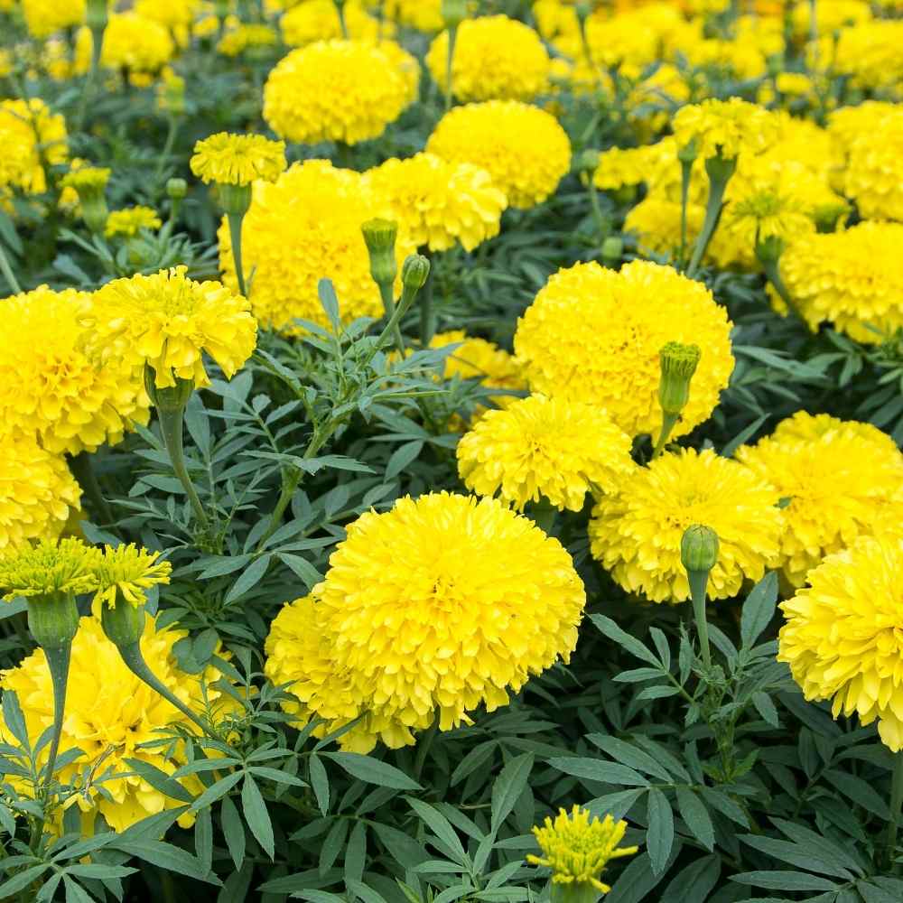 Marigold Yellow Flower Seeds - 100 Seeds (Pila Genda/ पीले गेंदा के बीज)