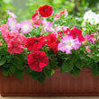 Petunia Dwarf Stars Mix Seeds (300 Seeds)