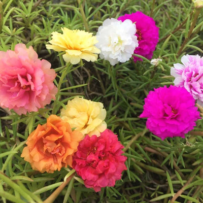 Portulaca Grandiflora (Moss Rose) Double Mix Seeds (500 Seeds)