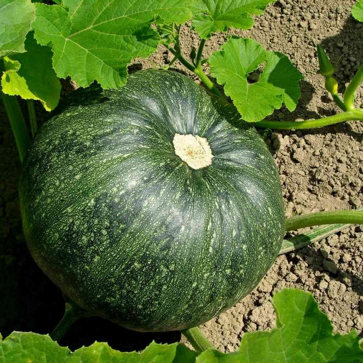 Pumpkin (kaddu) Black Seeds Hybrid - 200 Seeds (कद्दू के बीज)