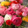 Ranunculus F1 Hybrid Seeds Mix Color (10 Seeds)