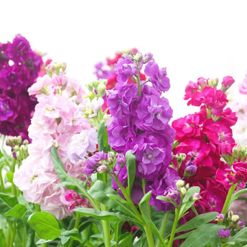 Stock Mixed Color Flower Seeds (100 Seeds)