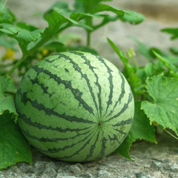 Watermelon Striped Oval Hybrid Black Seeds - 200 Seeds (Tarbooj/तरबूज के बीज)