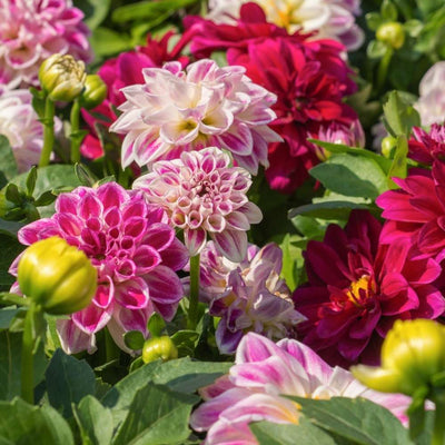 Dahlia Unwins Hybrids Mix Seeds (50 Seeds)