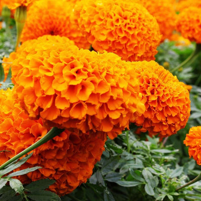 Marigold Orange Flower Seeds - 100 Seeds (Genda/ गेंदा के बीज)