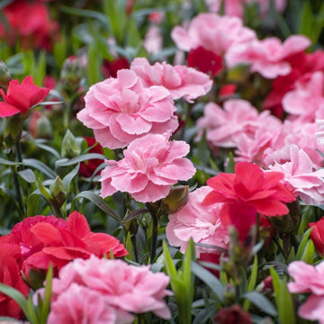 Carnation Mix Seeds (100 Seeds)