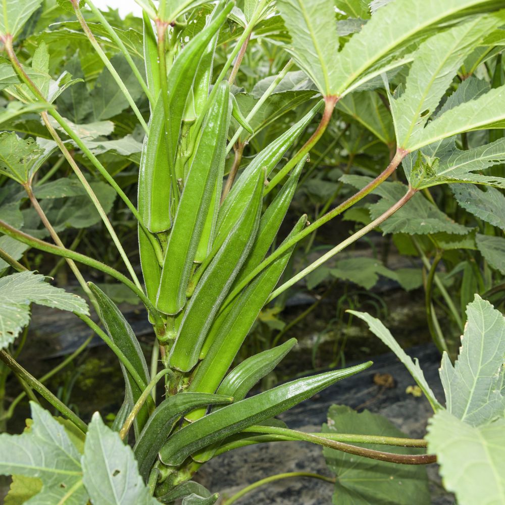 Okra or Lady Finger (bhindi) Hybrid Black Seeds - 50g (भिंडी के बीज) (200 Seeds)