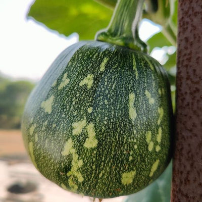 Winter Squash (Pumpkin) F1 Hybrid Seeds (200 Seeds)