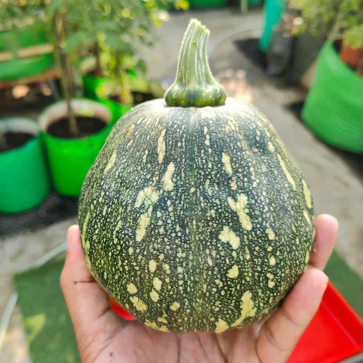 Winter Squash (Pumpkin) F1 Hybrid Seeds (200 Seeds)