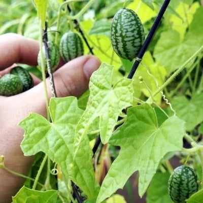 Thumb Watermelon Seeds (Imported Rare Seeds Of High Quality)