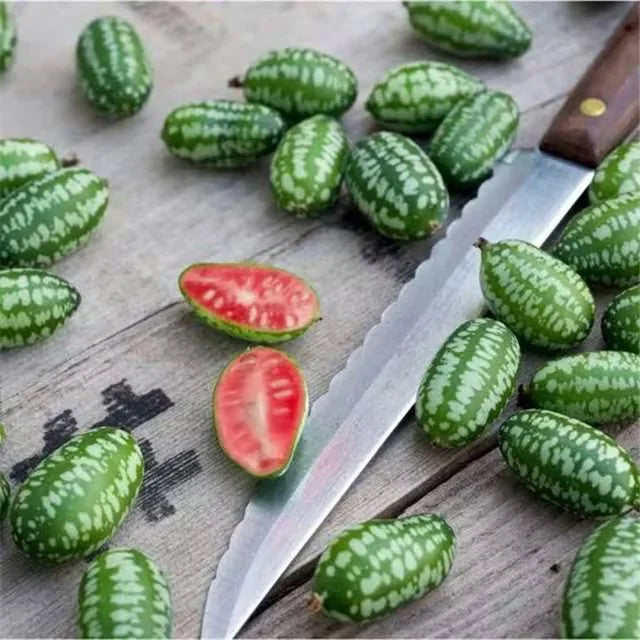 Thumb Watermelon Seeds (Imported Rare Seeds Of High Quality)