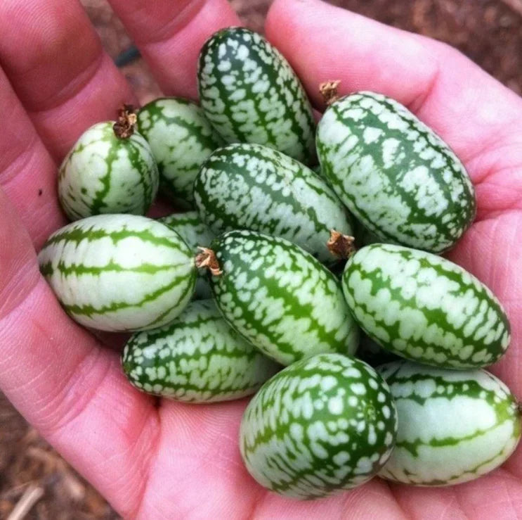 Thumb Watermelon Seeds (Imported Rare Seeds Of High Quality)