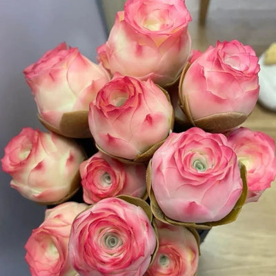 Mountain Roses Seeds(Imported)-Rare Pink Succulent🌹