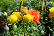 Ranunculus F1 Hybrid Seeds Mix Color (10 Seeds)