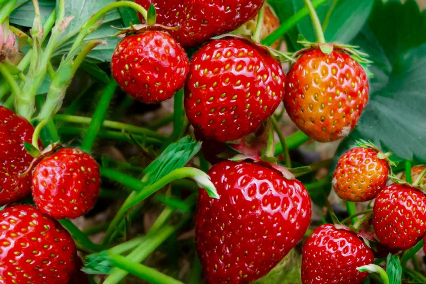 Creamy Strawberry 150 Seeds (Buy 1 get 1 free)